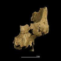 Fossil face discovery highlights challenges faced by Europe's earliest settlers