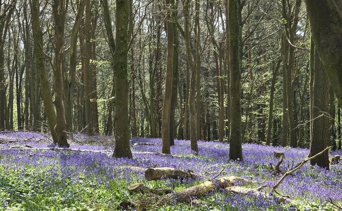 Credit: Kingsettle Wood 