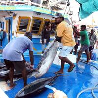 Asia Album: Fishermen's daily life in Negombo, Sri Lanka