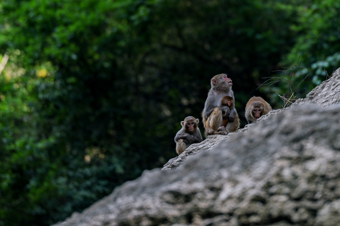 CHINA-CHONGQING-MACAQUE-PROTECTION (CN)