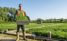 Young Farmer Focus - George Mathews: "Overseeing the day-to-day operations of a watercress farm is a truly rewarding job"