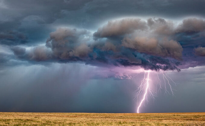 Lightning strike kills 42 cows and knocks farmer unconscious