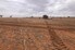 WA producers impacted by drought can apply for State Government funding in May. Credit: Mark Saunders.
