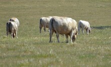 Peak bodies including Cattle Australia have welcomed a delay on the implementation of strict European Union deforestation regulations. Photo: Mark Saunders.