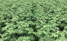 Potato crops catch up after slow start