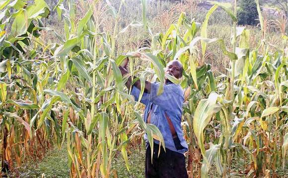 Ssentumbwe mu kasooli we. Ssentumbwe mu kasooli we.