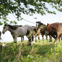 Opinion - When summer camp is over, ask about the horses