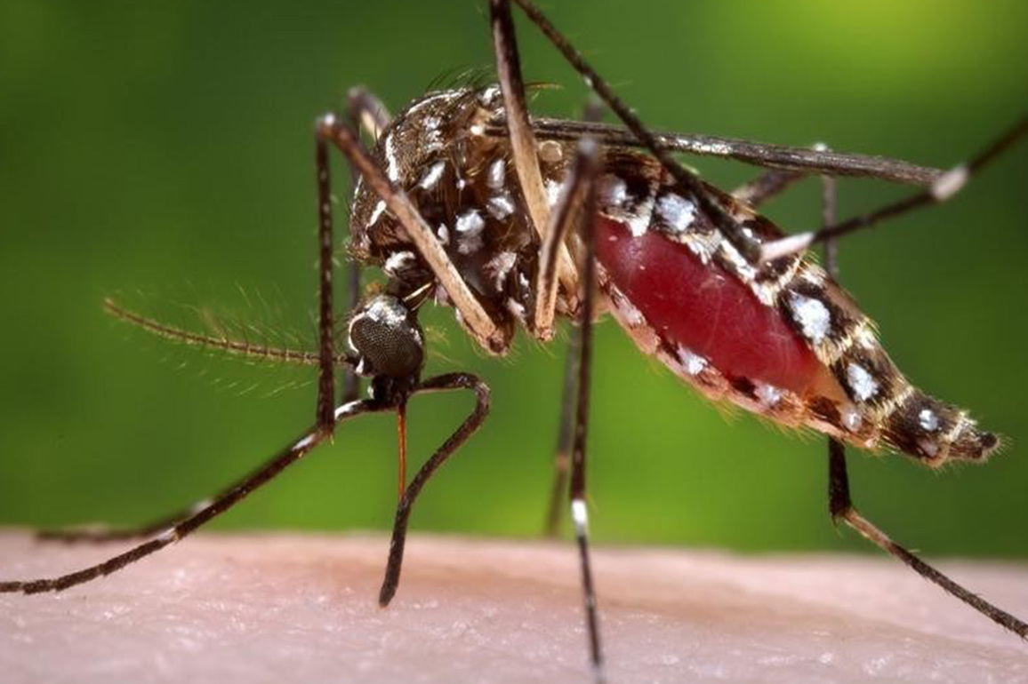 Pakistan reports 41 new cases of Dengue in Rawalpindi Hospitals