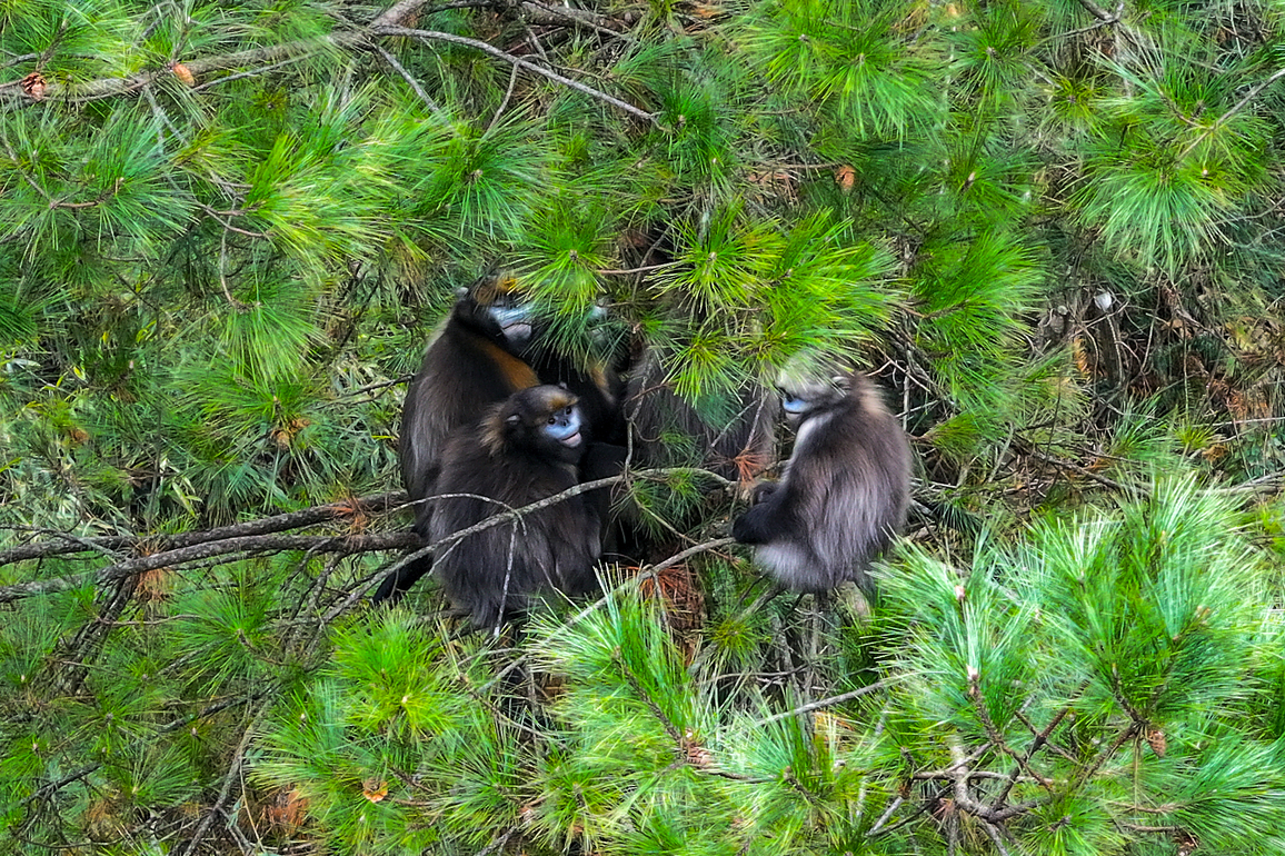 #(GloriousGuizhou)CHINA-GUIZHOU-MOUNT FANJING-SNUB-NOSED MONKEY (CN)