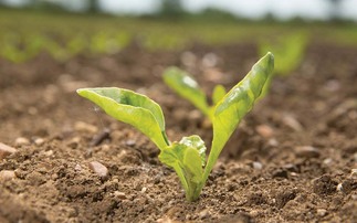 Why growing aphid pressure threatens beet crops