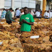 ZIMBABWE-HARARE-TOBACCO-MARKETING SEASON