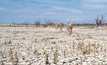  Researchers may have found a way to help plants combat salinity. Picture courtesy CSIRO