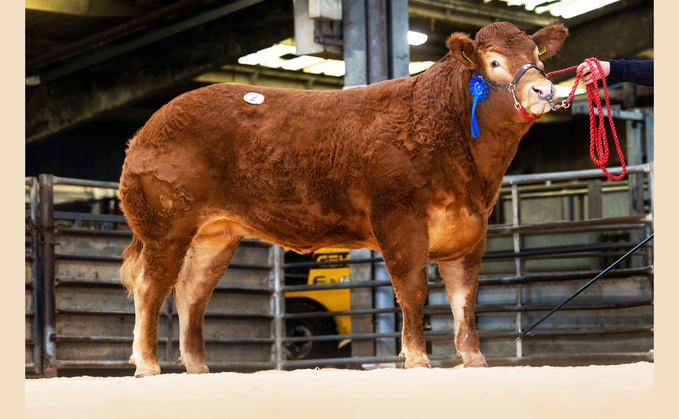 Red Ladies sell to 18,000gns