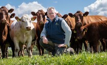 Functionality is the breeding brief for County Durham pedigree Beef Shorthorn herd 