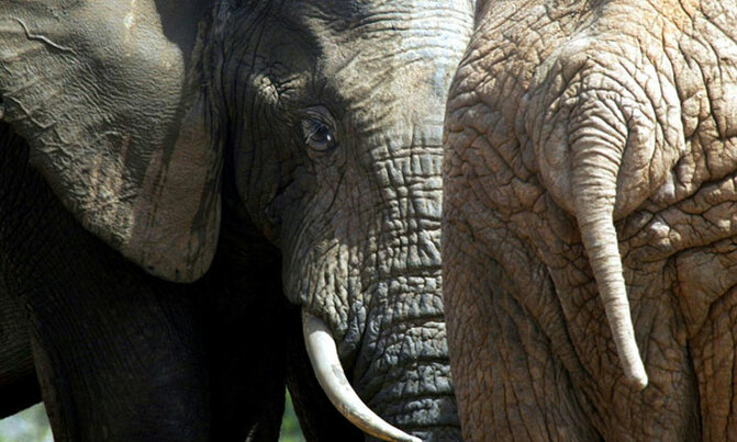 Rhino poacher crushed by elephant, devoured by lions in S.Africa Rhino poacher crushed by elephant, devoured by lions in S.Africa