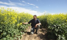 Precision seeding technology shows promise