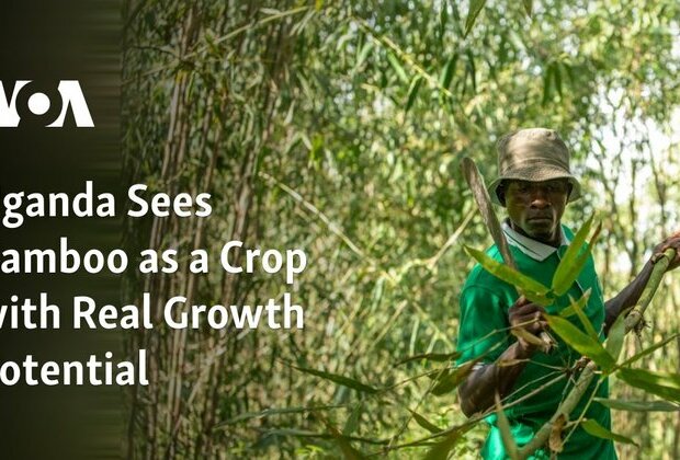 Uganda Sees Bamboo as a Crop with Real Growth Potential