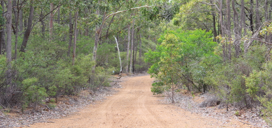 Deep in the Northern Jarrah Forest with Alcoa.