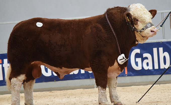 STIRLING BULL SALES: Simmentals reach 18,000gns