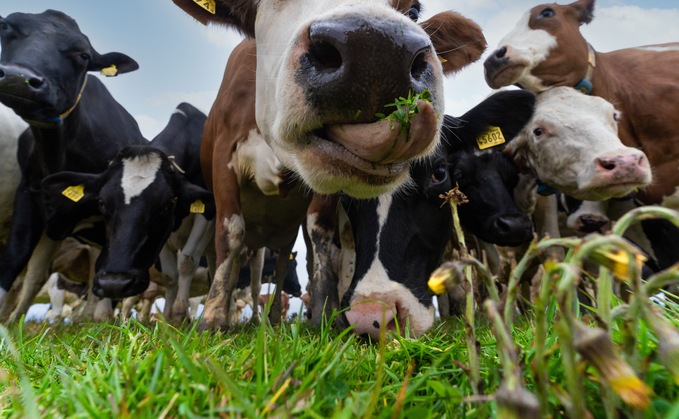 Ben & Jerry's will work to alter the feed and land management at its dairy farm suppliers. Credit: Ben & Jerry's