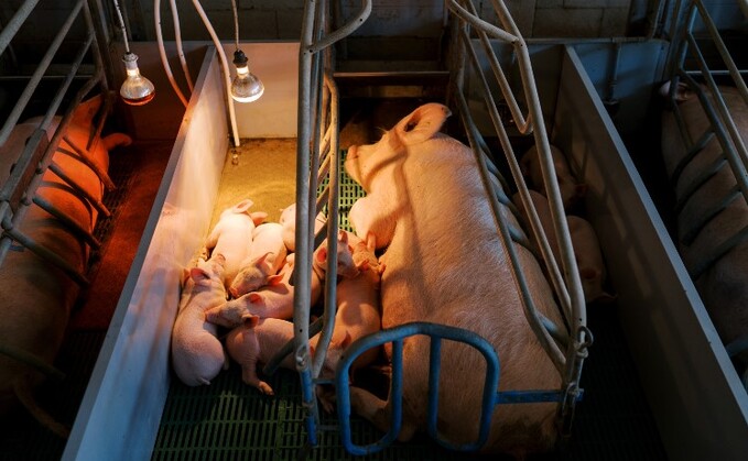 "In the UK there is clear and growing public, professional and industry-level support for ending this cruel and unnecessary practice [pig farrowing]."