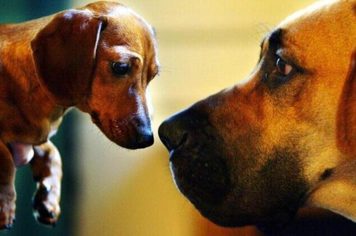 Oldest dog DNA suggests 16,000 years of human companionship