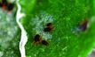 Earth mite resistance marches on