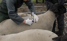Bluetongue vaccine approval 'reassuring' for Scottish farmers