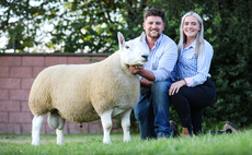 ROYAL WELSH SHOW: Young breeders buckle up for Royal Welsh Show