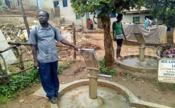 Omutuuze ng'alaga nayikondo ezitakyaleeta mazzi Omutuuze ng'alaga nayikondo ezitakyaleeta mazzi