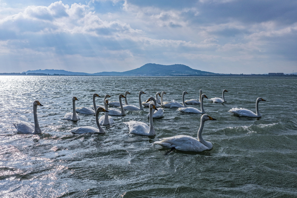 #CHINA-SHANDONG-RONGCHENG-WINTERING SWAN (CN)