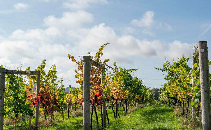 English wine production grows