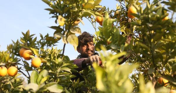 The unwavering hope in Afghanistan’s orange orchards