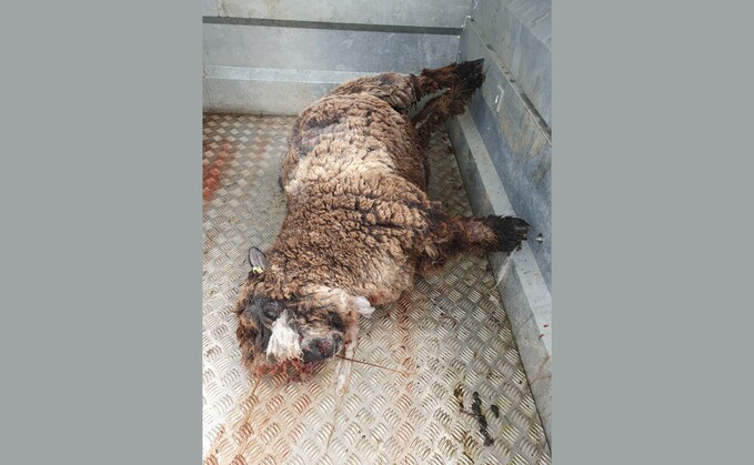 One of Liz Nutting's Ryeland sheep killed during a livestock worrying incident.