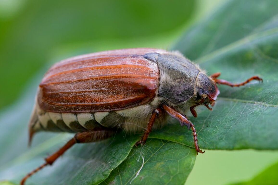 People warned to keep curtains and blinds closed this evening