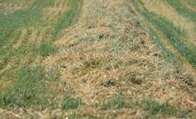 Late rains in some areas of south-eastern Australia have interrupted hay making activities.
