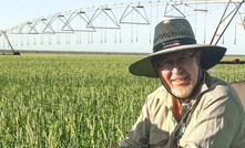  DPIRD senior development officer Chris Ham, seen here in a stand of forage barley at Wallal Downs Station, has been working with pastoralists to optimise irrigation management in rangeland fodder production. Image: 2018 DPIRD