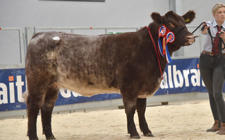 Stirling bull sales: Meonside herd tops Beef Shorthorns
