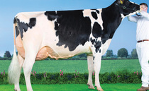 Sales round up: Feizor sale tops at 12,000gns, sheepdog record at Bentham and breeding cattle to £8,400 online