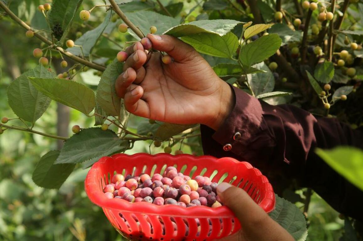 Asia Album: Happy harvest of phalsa fruit in Multan, Pakistan