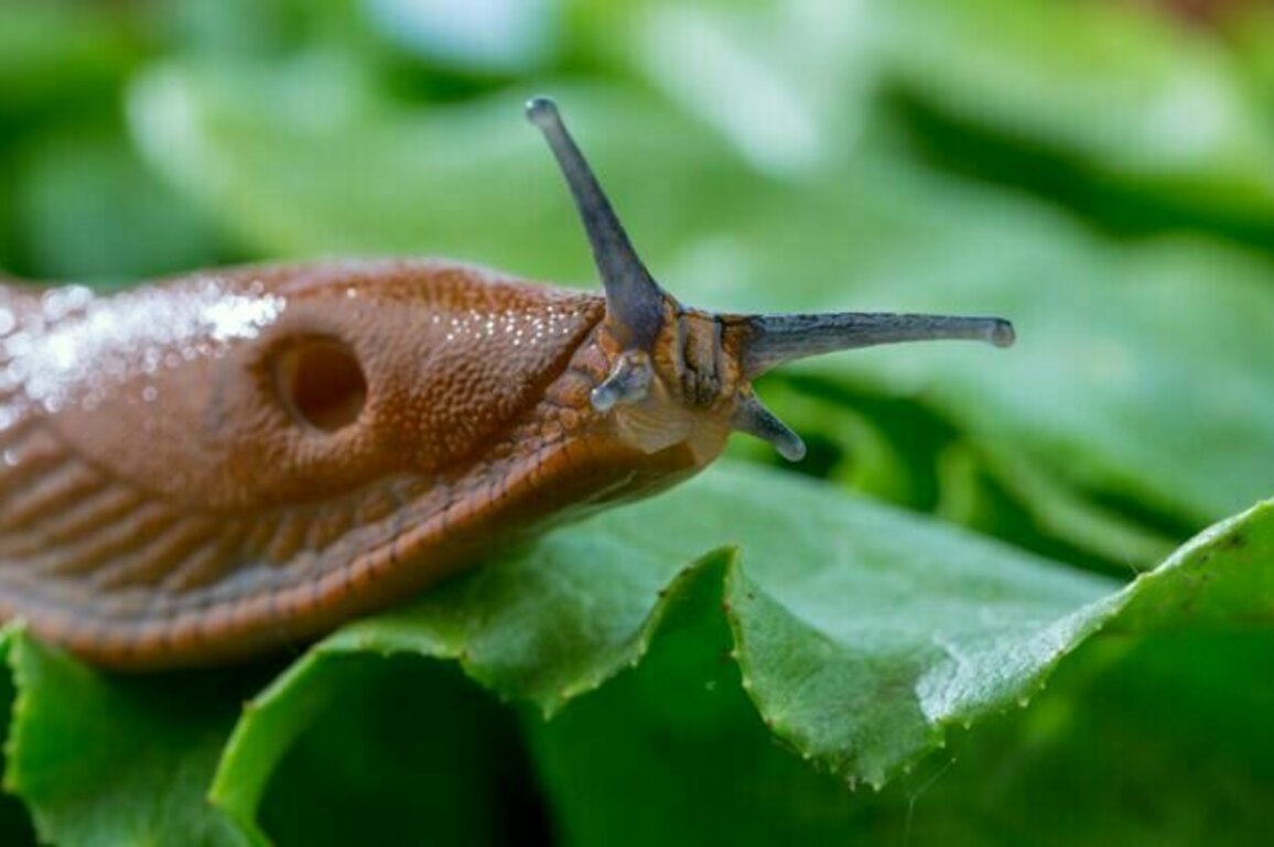 Why slugs are so hard to control - and how scientists are working to keep them in check