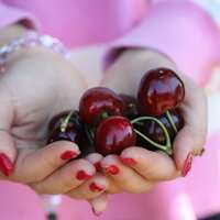 How Chile's cherries learn to ignore Chinese Lunar New Year