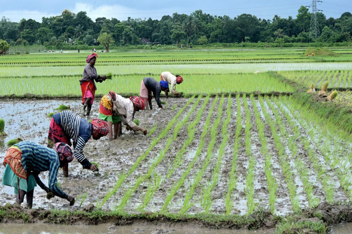 Rice sowing crosses 109% of normal area as good Monsoon boosts Kharif sowing: Report
