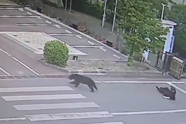 Bear trapped on university campus from city near Tokyo