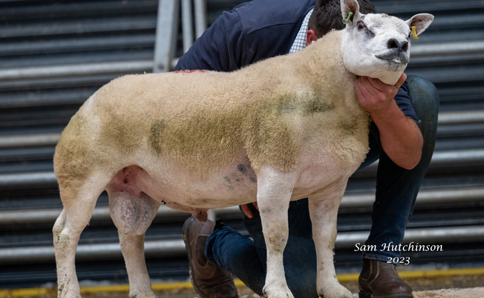 Texel cross Beltex shearling ram which sold for 5,500gns