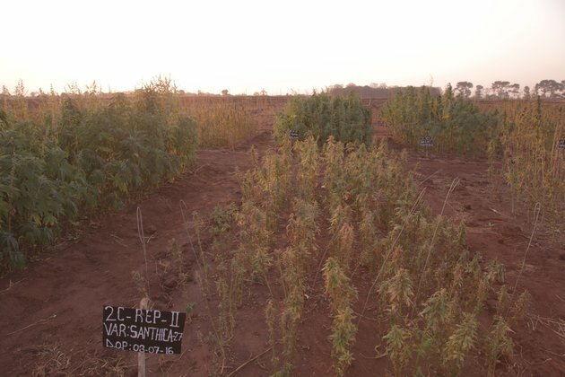 Malawi Farmers Protest Cannabis License Fees