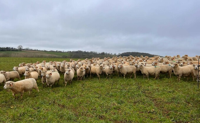 Sheep special: Experimenting with a new breed for outdoor lambing