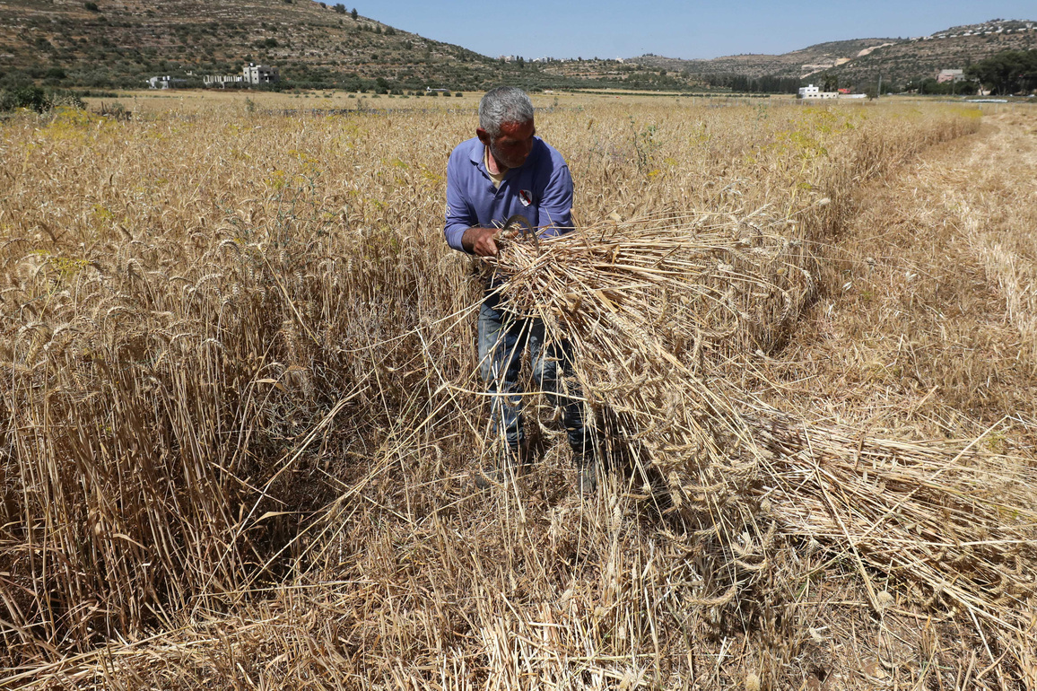 MIDEAST-WEST BANK-NABLUS-HARVEST