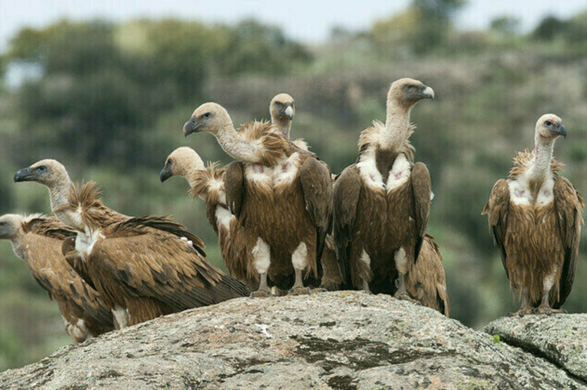 South Africa warns of vulture population crisis