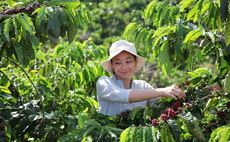 Nescafé unveils $1bn regenerative coffee farming plan